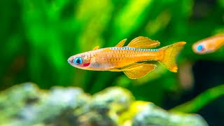 7 jenis ikan hias air tawar kecil tercantik