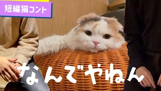 【短編猫コント】どうしても漫才したいやつ