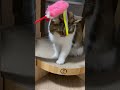 猫が猫じゃらしで遊ぶだけの動画