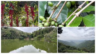 Cauvery peak , Yercaud - coffee estate with a lovely view