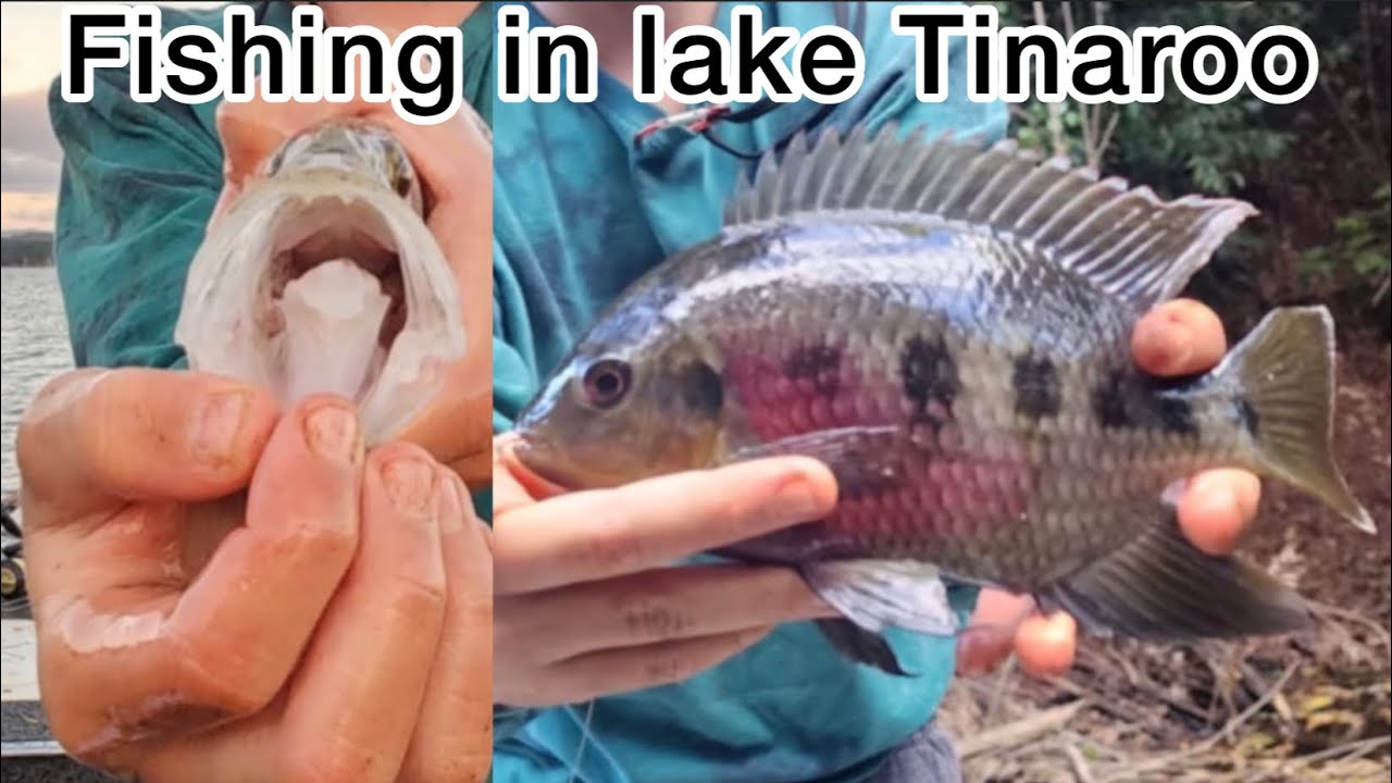 Fishing For Barramundi In Lake Tinaroo | How To Catch Live Bait - YouTube