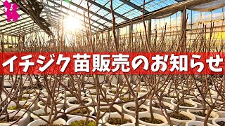 【10万人突破記念】園芸農家のイチジク苗をSALE販売します！