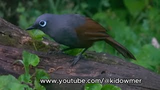 SUNDA LAUGHINGTHRUSH, Borneo