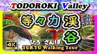 【🇯🇵 日本・等々力渓谷、漫遊漫歩。 4KJapan travel guide 2023】【Tokyo Walking Tour【東京23区唯一、自然渓谷へ |Todoroki Valley