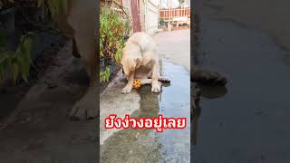 ยังง่วงอยู่เลย แม่ให้มาเล่นอีกแล้วหรอ เฮ้อออ #ลาบราดอร์ #เยอรมันเชพเพิร์ด #dog #pets  #animals