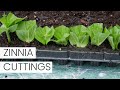 Zinnia Cuttings: Zinnia Propagation In Water And In Trays