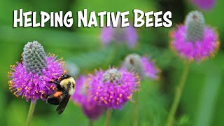 Helping Native Bees