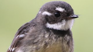 Sounds of the Australian Bush – Enchanting Grey Fantails