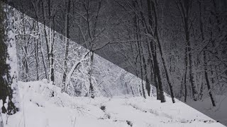 Relaxing Snowfall Sound of Light Wind Breeze and Falling Snow in Forest