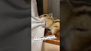 カーテンを巣箱に運ぼうとするシマリス ロン　Chipmunk Ron tries to carry the curtain to the hive #squirrel #ペット #shorts