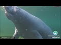 underwater manatee cam at blue spring state park