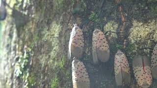 Spotted lanternflies excreting honeydew