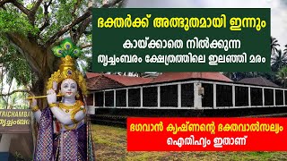 ഭഗവാന്റെ ഭക്തവാല്‍സല്യം; തെളിവായി അത്ഭുത ഇലഞ്ഞിമരം