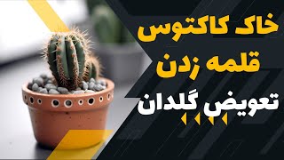 ساخت خاک کاکتوس و اصول قلمه زدن و تعویض گلدان