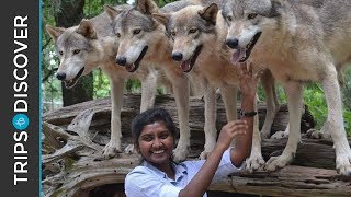 Discover Seacrest Wolf Preserve in Florida