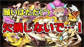 【闘技場1】サクヤ(バレンタイン)～チョコより色ください…！～【パズドラ実況】