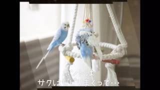 Vol.147『初めてのインコ友達〜仲良く遊んでるように見える編〜』セキセイインコのサクちゃん