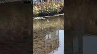 ひと口で魚を食べるサギ