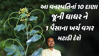 આ વનસ્પતિનાં 10 દાણા જૂની ધાધરને 1 પૈસાનાં ખર્ચ વગર મટાડી દેશે || Ringworm Treatment