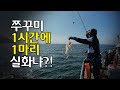 9/15군산 비응항 쭈꾸미 출조! 1시간에 한마리 진짜 실화냐?? #쭈꾸미 #갑오징어