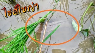 หมานๆกู้เบ็ดตอนเช้า​ปลาช่อนล้วนๆ​ Amazing fish catching videos.