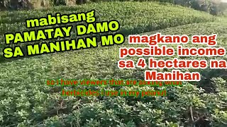 ANO ang MABISANG herbicide para sa MANI?magkano ang posibleng kita sa PAGMAMANI?herbicide for peanut