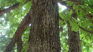 Quercus stellata