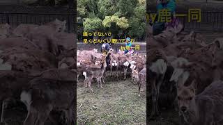 Nara  Japan 奈良公園飛火野エリア、 鹿寄せでどんぐり目当てに集まる神鹿。　#shorts   #奈良公園   #奈良の鹿   #deer   #narapark   #japan