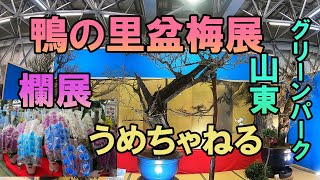 【鴨の里盆梅展・欄展】山東盆梅愛好会の会員が、丹精込めて育てた盆梅が展示されており、どれも見事な枝ぶりの素晴らしい作品ばかりでした。欄展では華麗な花が咲き乱れ、南国を思わせ、見ごたえがありました。。