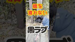 ラブとボリス145「渡れない橋」 #黒ラブ #大型犬  #ゴールデンレトリバー