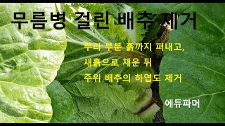 무름병 걸린 배추 제거