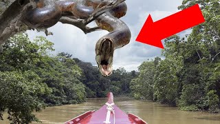 100 Most Dangerous Snakes in The World