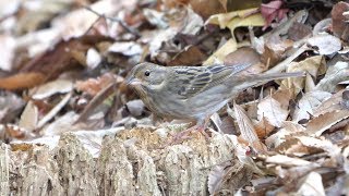 自然環境保全センター 自然観察園のクロジ（雌）その２６（4K60P動画）