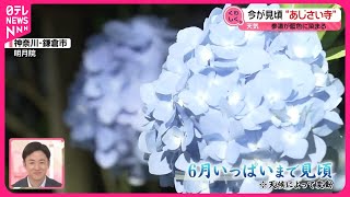 【今が見頃】“あじさい寺”参道が藍色に染まる