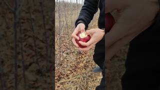 +998770086100 МЕВАЛИ КУ́ЧАТЛАР СОТУВДА ЗАКАЗ БЕРИШИЗ МУМКИН #shortvideo #fruit #rekaciq #farming