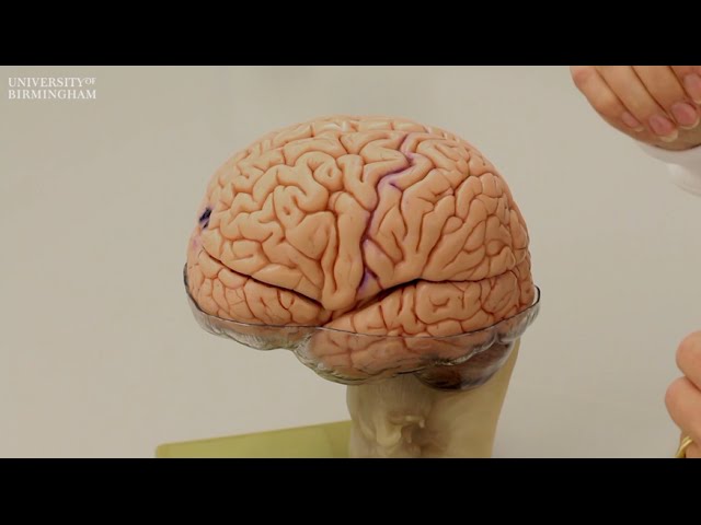 What Does A Human Brain Look Like In Real Life Infoupdate Org