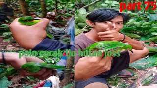 mikat cucak ijo hutan hasil tidak mengecewakan