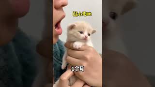 【布丁仔和泡芙妹的一天】猫：忍了你两个多月，现在我终于长牙了 #小奶猫 #萌宠 #猫咪