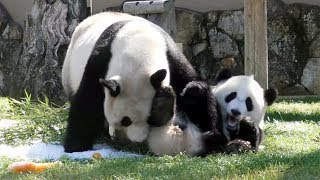 【転がる結浜❤】🐼氷でコロン♪ママでもコロン❤【親子パンダ】Giant Panda -Yuihin\u0026Rauhin-☆Play with ice⛄