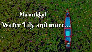 2024 Malarikkal Water Lily Bloom - English CC  - 4K