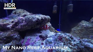 Maroon Clownfish and Damsel | 15 Gallon  Reef Aquarium | MY NANO REEF AQUARIUM | #reeftank