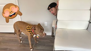 HIDE AND SEEK | Robby and Penny
