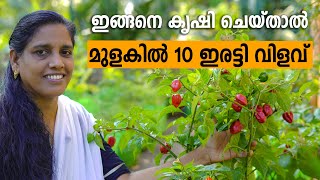 Green Chilli Farming Tips | മുളക് കൃഷി 5 പൈസ ചെലവില്ലാത | Pachamulaku Krishi in Malayalam