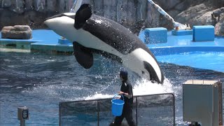 シャチ　アースくんとリンちゃん　見事なジャンプです　【名古屋港水族館】Killer whale Port of Nagoya Public Aquarium