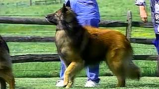 Belgian Tervuren - AKC Dog Breed Series