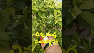 చిన్న ముద్ద నందివర్ధనం