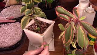 Pepperomia Propagation and Care