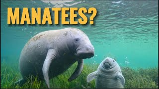 5 Amazing Facts About Manatees!