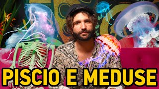 Cosa sapere sulle MEDUSE