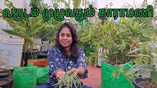 நோயற்ற வாழ்வே குறைவற்ற செல்வம் | அதிக மருத்துவ குணம் வாய்ந்த இந்த காய்கறி எளிதாக வளர்க்க முடியும்